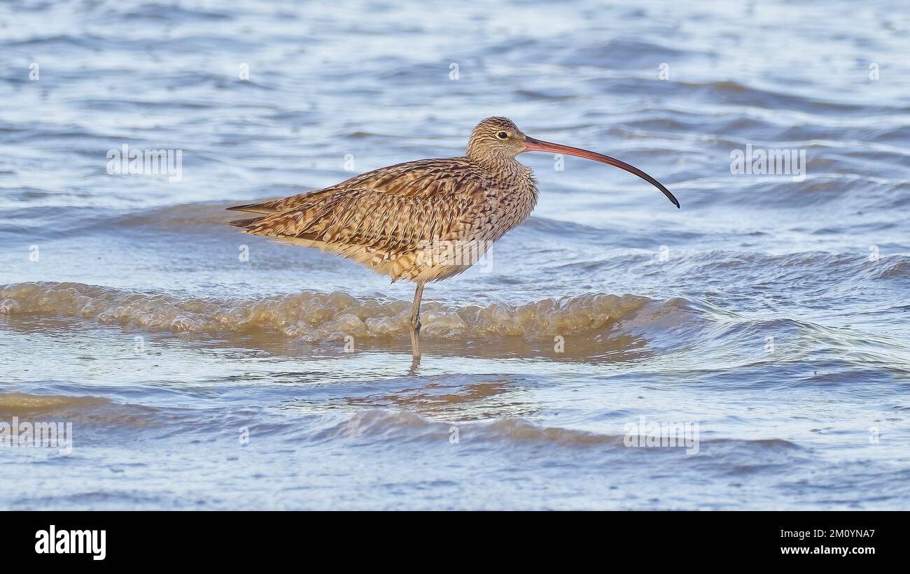 Eastern curlew bird standing in shallow water on mudflats in Cairns Queensland Australia Stock Photo