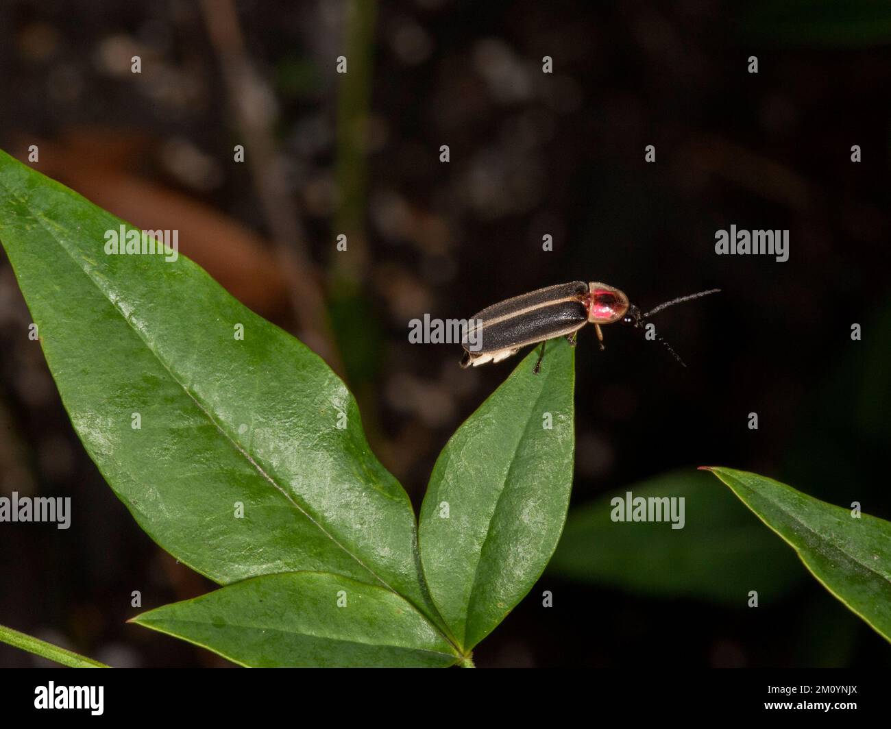 A firefly (species unknown, but probably Photinus carolinus) resting on