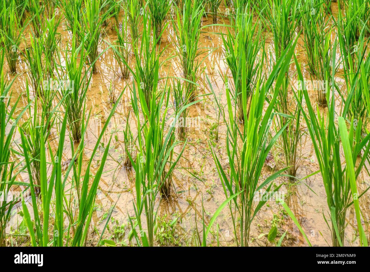 Focus on middle to rear leaves of a crop of healthy rice plants growing in a wet paddy on Mindoro Island, Philippines. Stock Photo