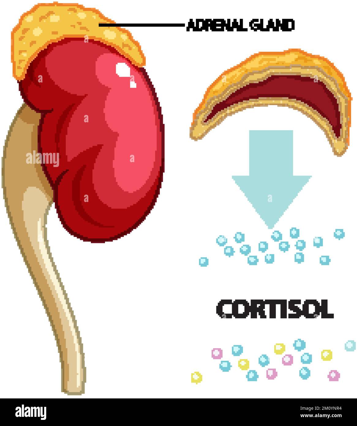 Adrenal gland produce cortisol vector illustration Stock Vector Image