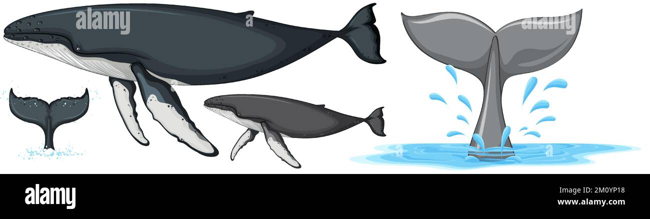 Set of humpback whale isolated illustration Stock Vector Image & Art ...