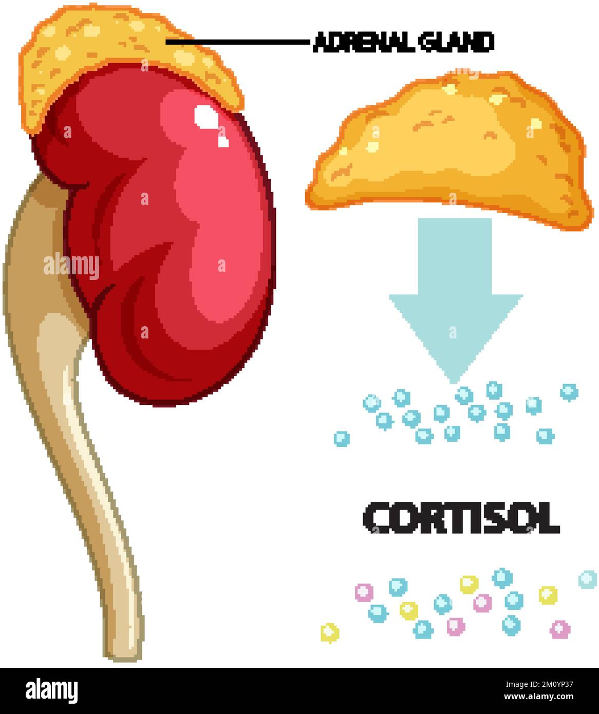 Adrenal gland produce cortisol vector illustration Stock Vector Image
