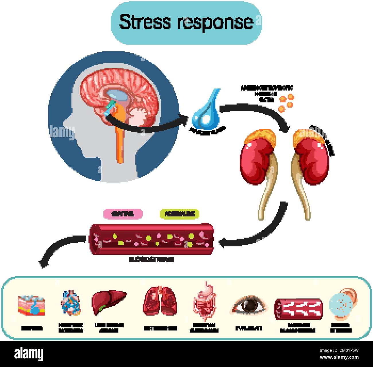 Stress response anatomical diagram with inner organs illustration Stock