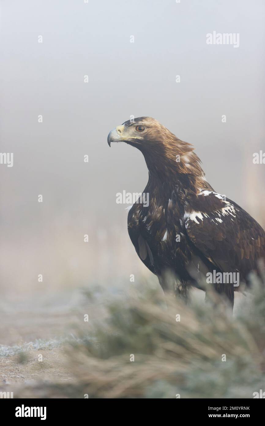 Spanish imperial eagle Aquila adalberti, adult standing on ground, Toledo, Spain, November Stock Photo