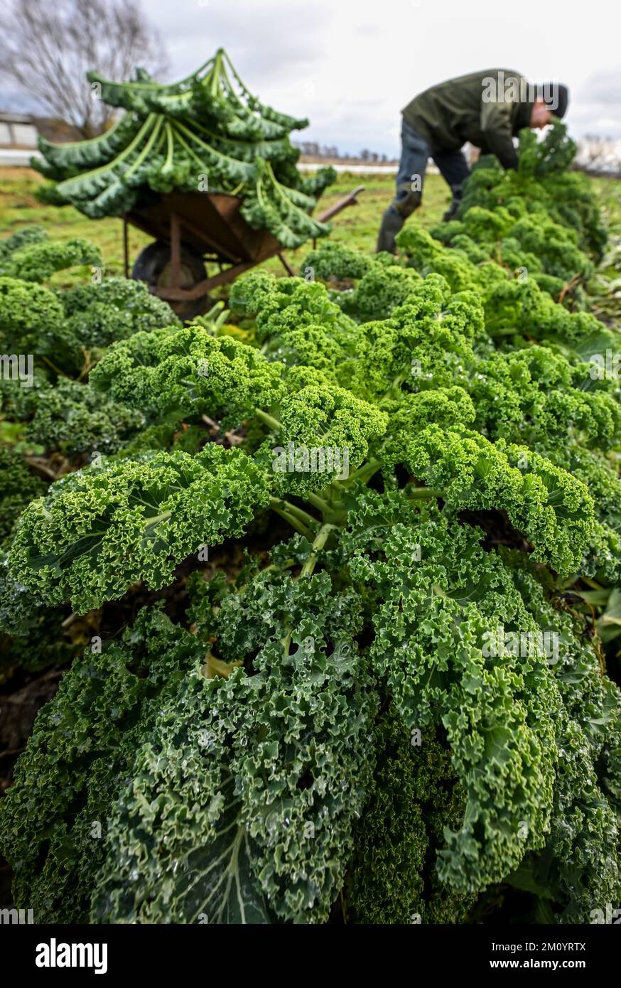 Potsdam, Germany. 07th Dec, 2022. Farmer Markus Schüler harvests kale
