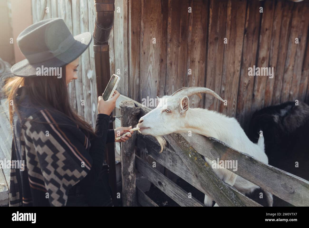 Woman takes a photo of a goat on her smartphone. Stock Photo