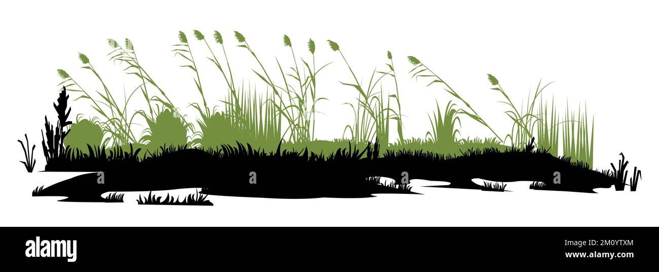Swamp bumps. Thickets of reeds landscape. View of the river bank. Silhouette picture. Isolated on white background. Vector Stock Vector