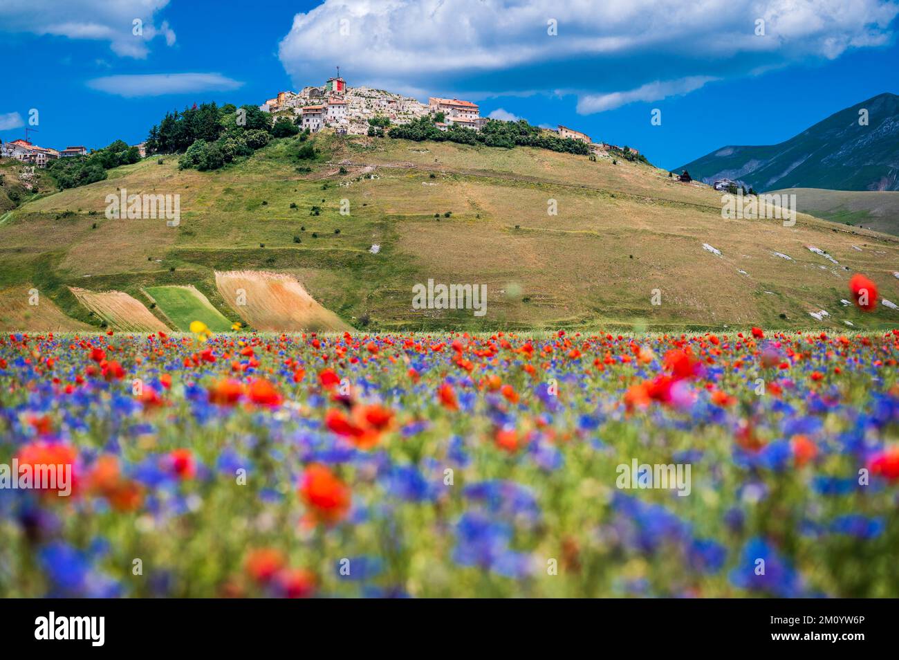 lenticchie fioritura a castelluccio di norcia
