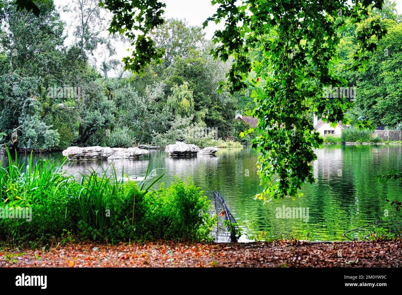 A scenic view of a tranquil lake surrounded by green trees in a park ...