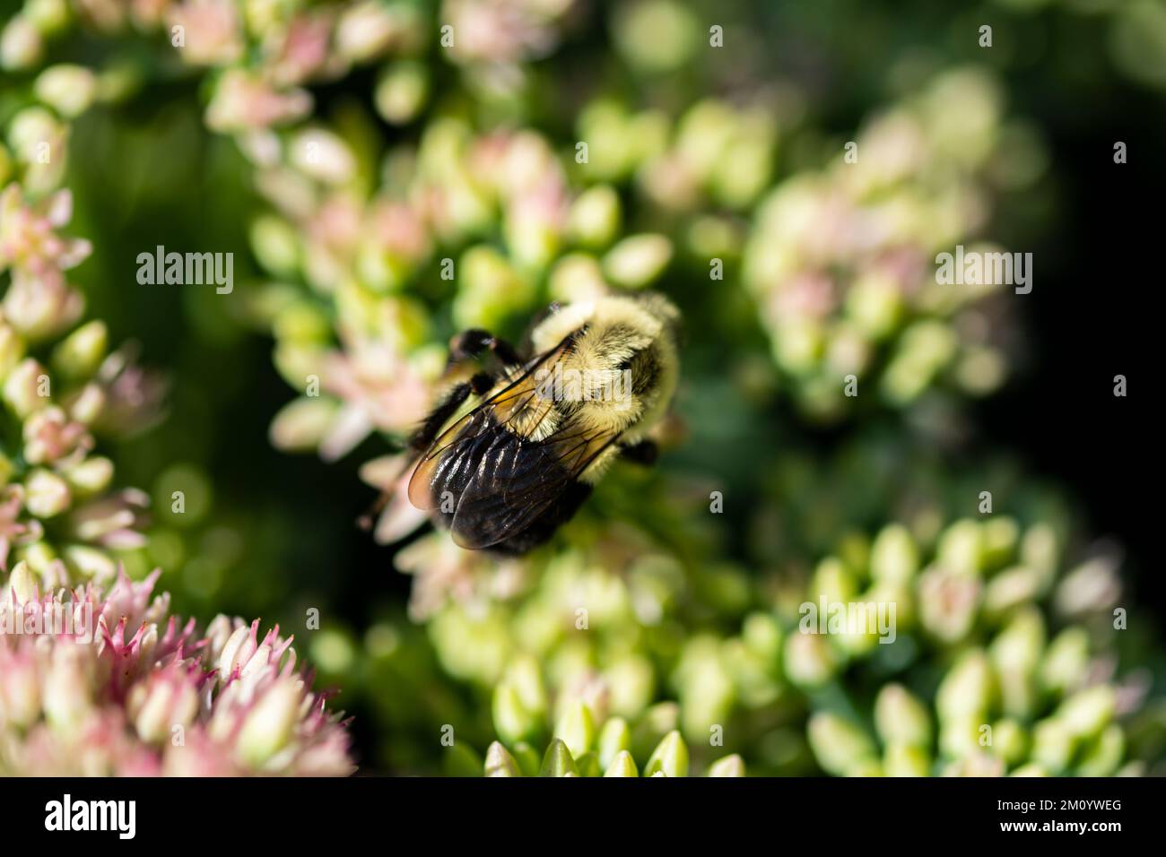 A closeup of bee sipping nectar from plant Stock Photo