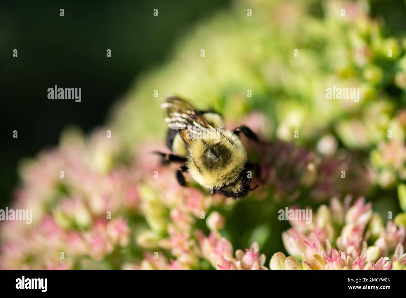 A closeup of bee sipping nectar from plant Stock Photo