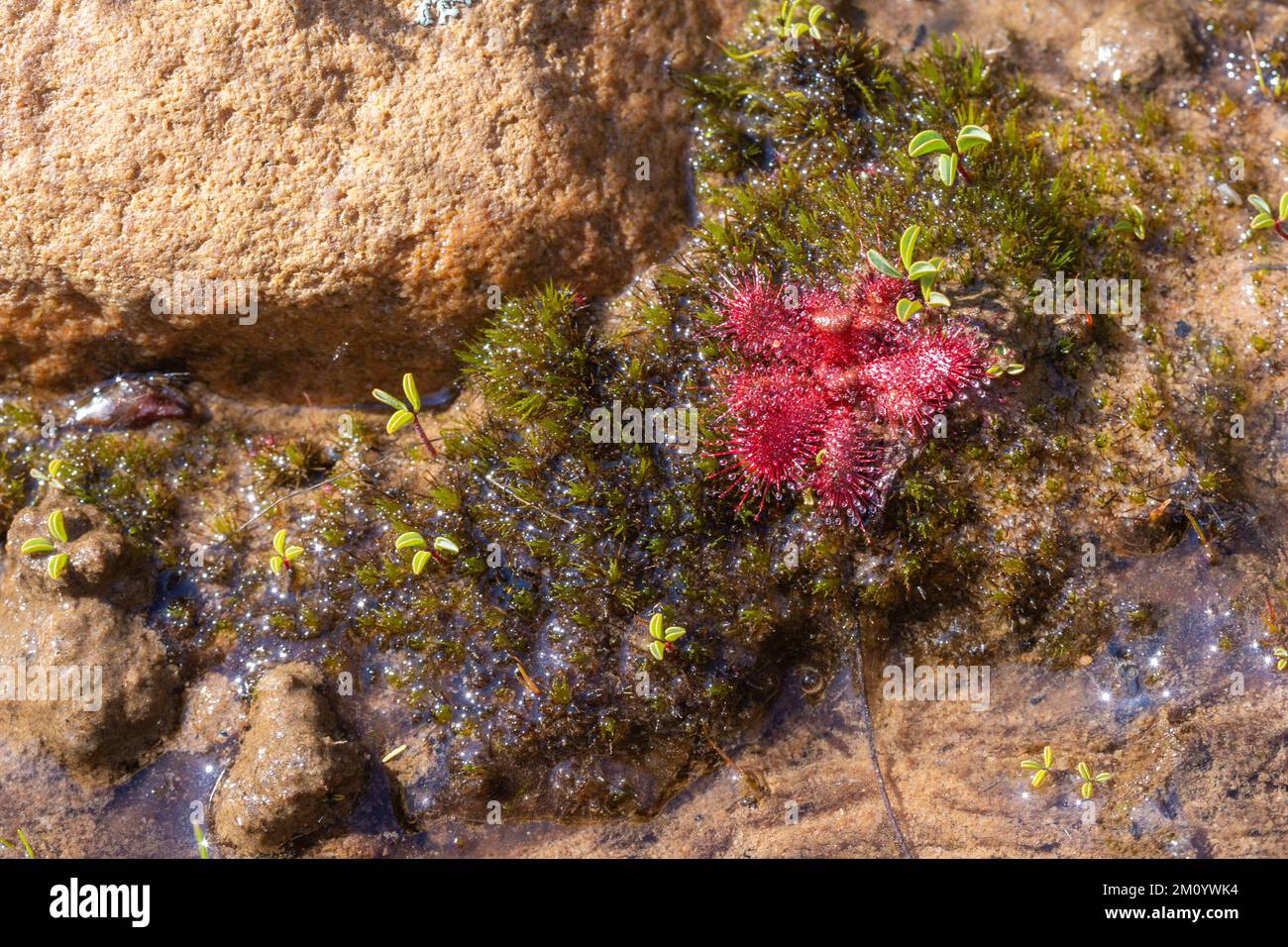 Carnivorous Plants: The sundew Drosera trinervia in the Cederberg Mountains in South Africa Stock Photo