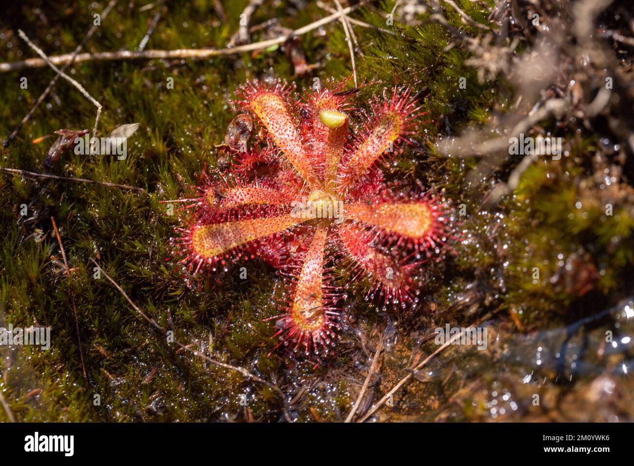 Macro of a Drosera trinervia (or D. afra) in the Cederberg Mountains Stock Photo
