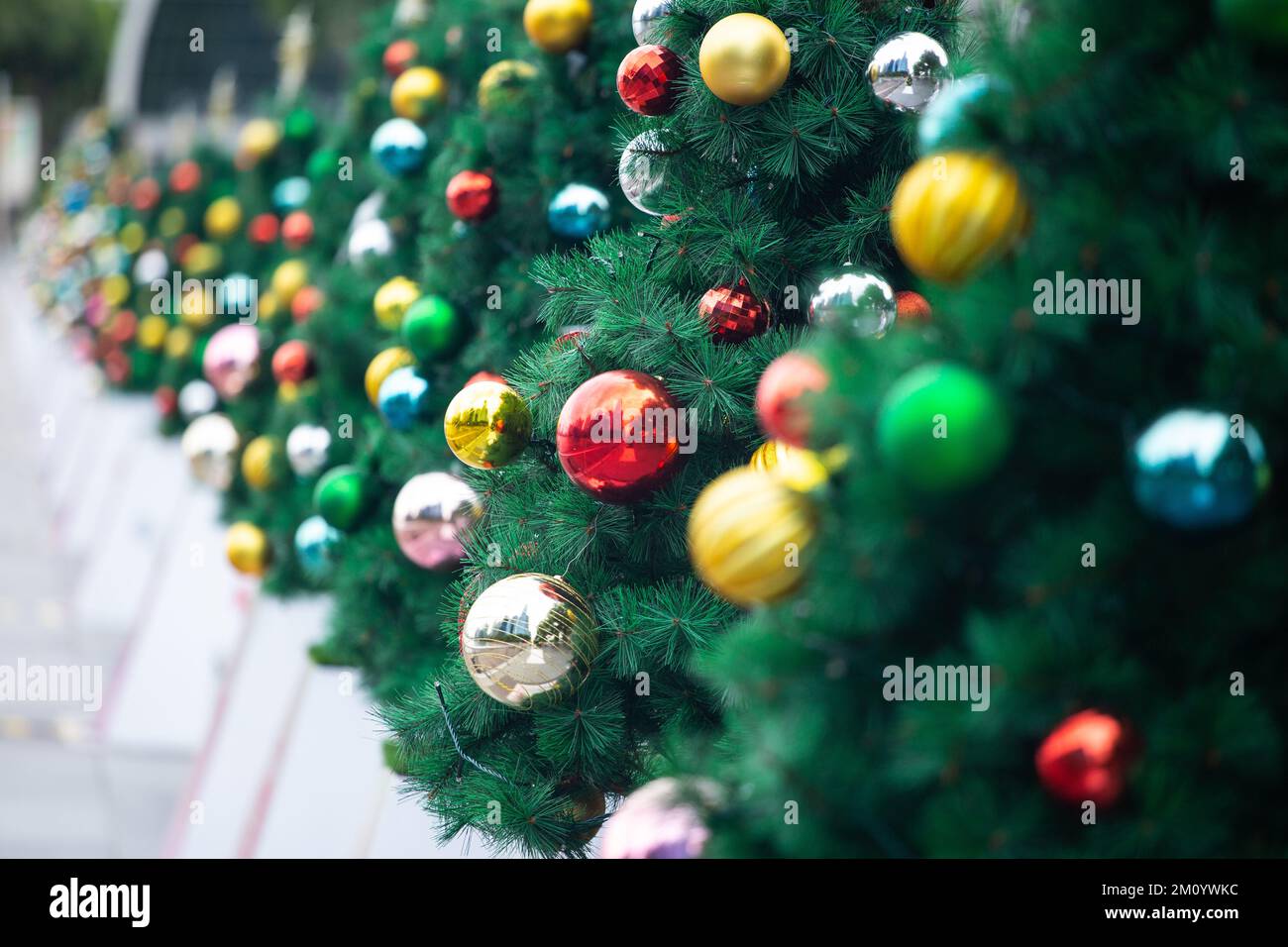 Diagonal view of a row Christmas trees decoration at outdoor environment. Stock Photo