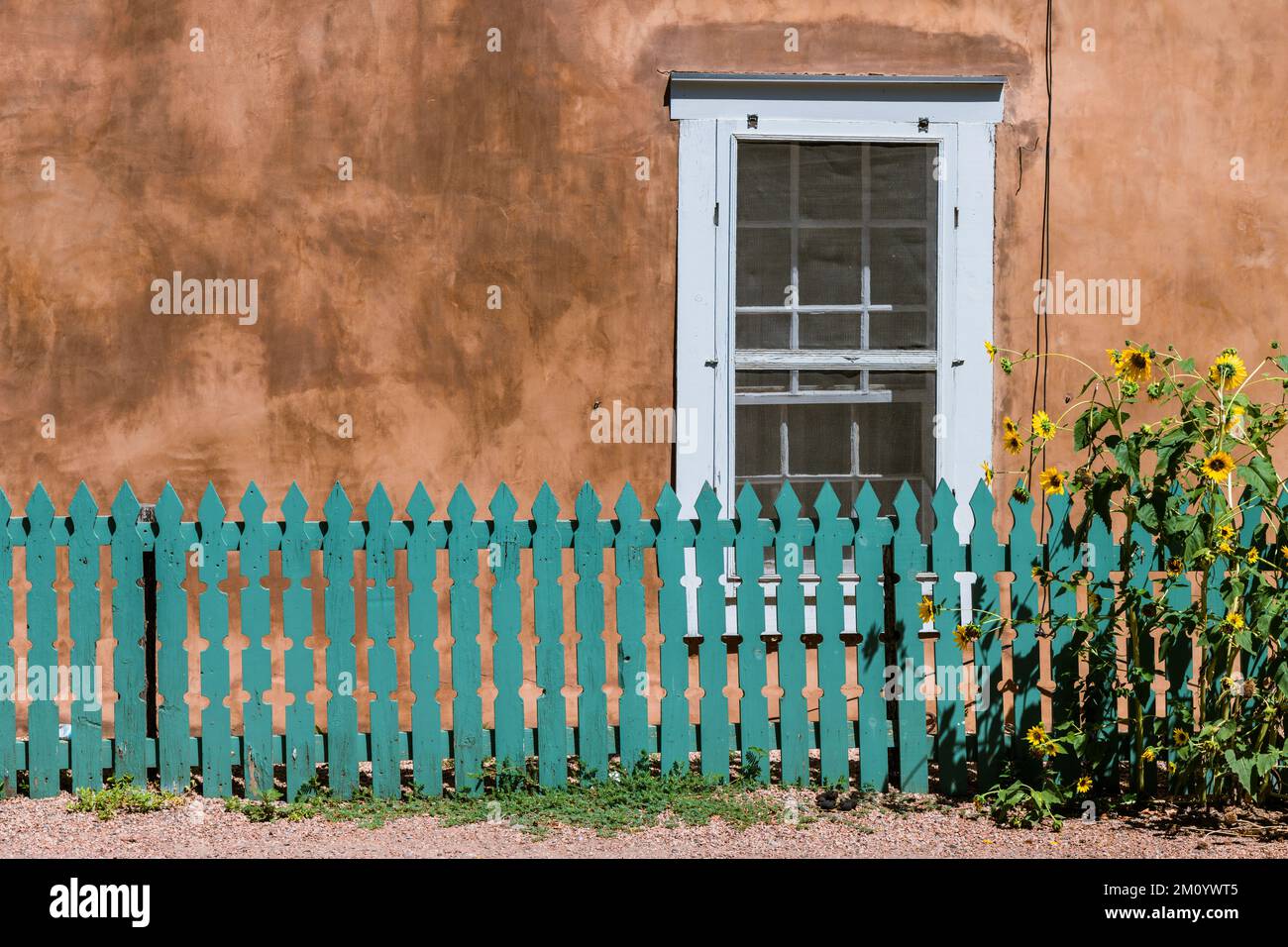 Sunflowers and turquoise color wood fence set in front of a window and old adobe wall in Santa Fe, New Mexico Stock Photo