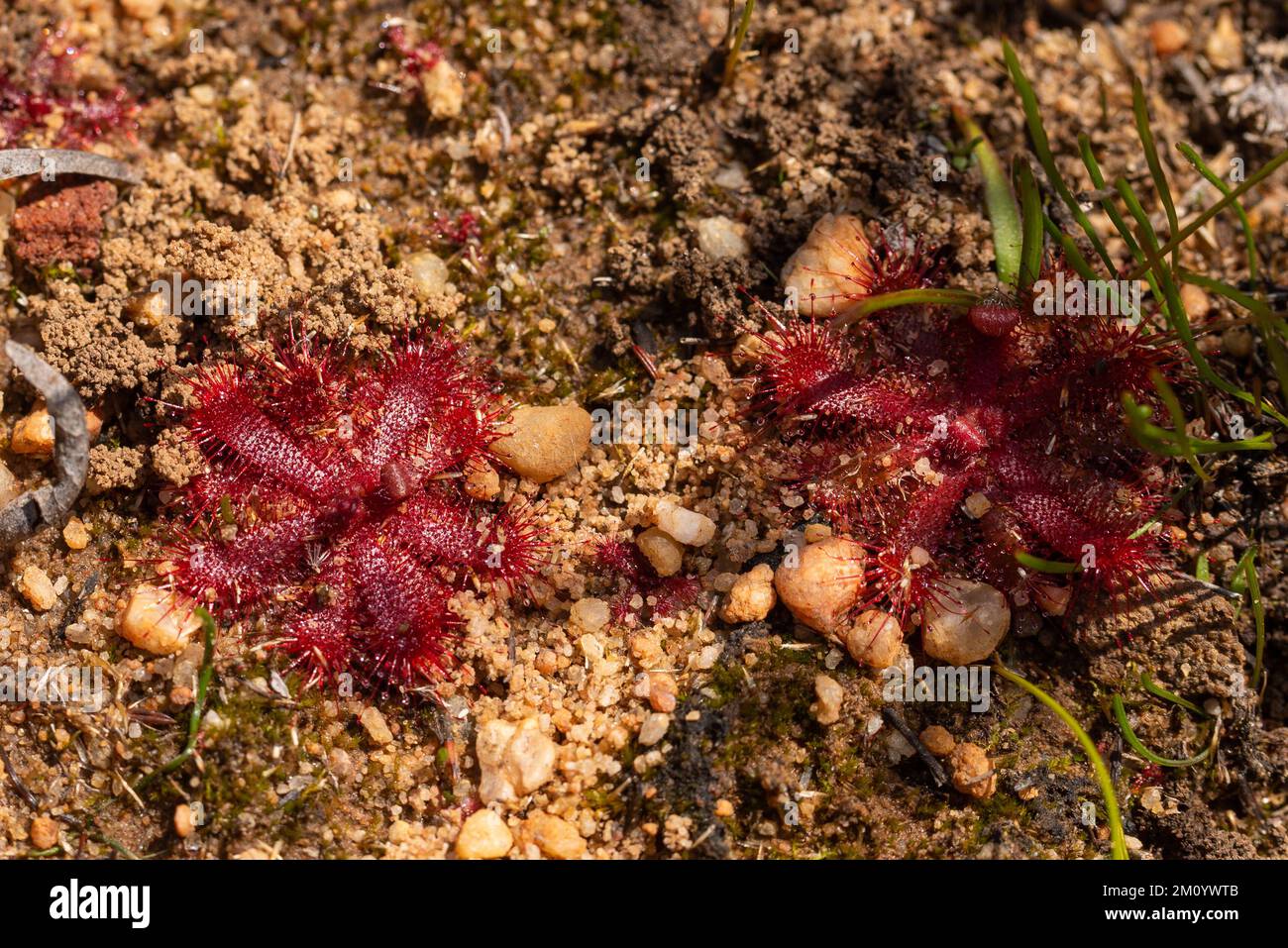 Drosera trinervia seen along the Pakhuis Pass in the northern Cederberg Mountains Stock Photo