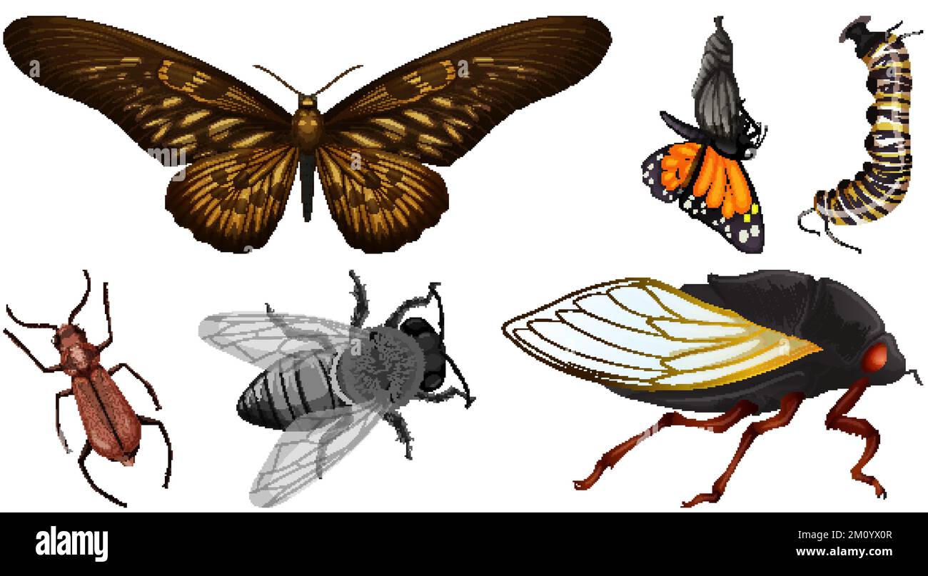 Set of different kinds of insects illustration Stock Vector Image & Art