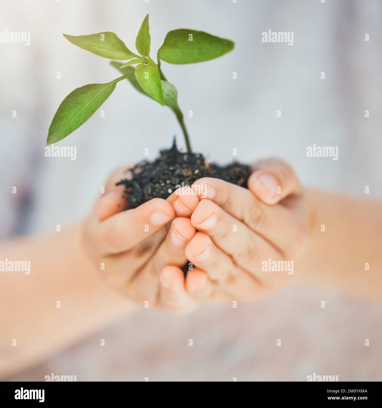 Save our future. a unrecognizable girl holding a plant outside. Stock Photo