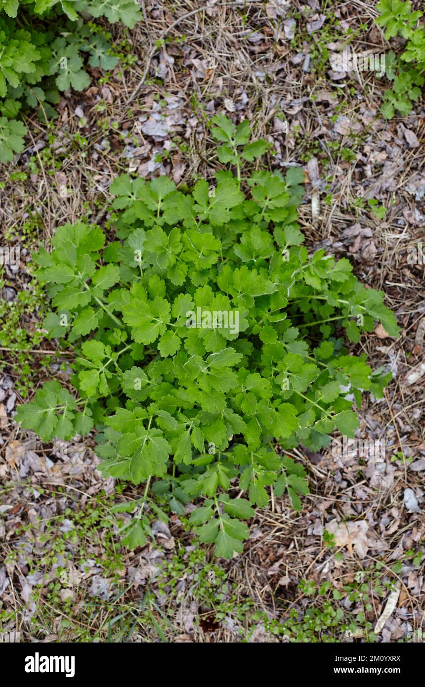 lose-up of beautiful Chelidonium plant at forest, top view. Family name Papaveraceae, Scientific name Chelidonium. Selective focus, blurred background Stock Photo