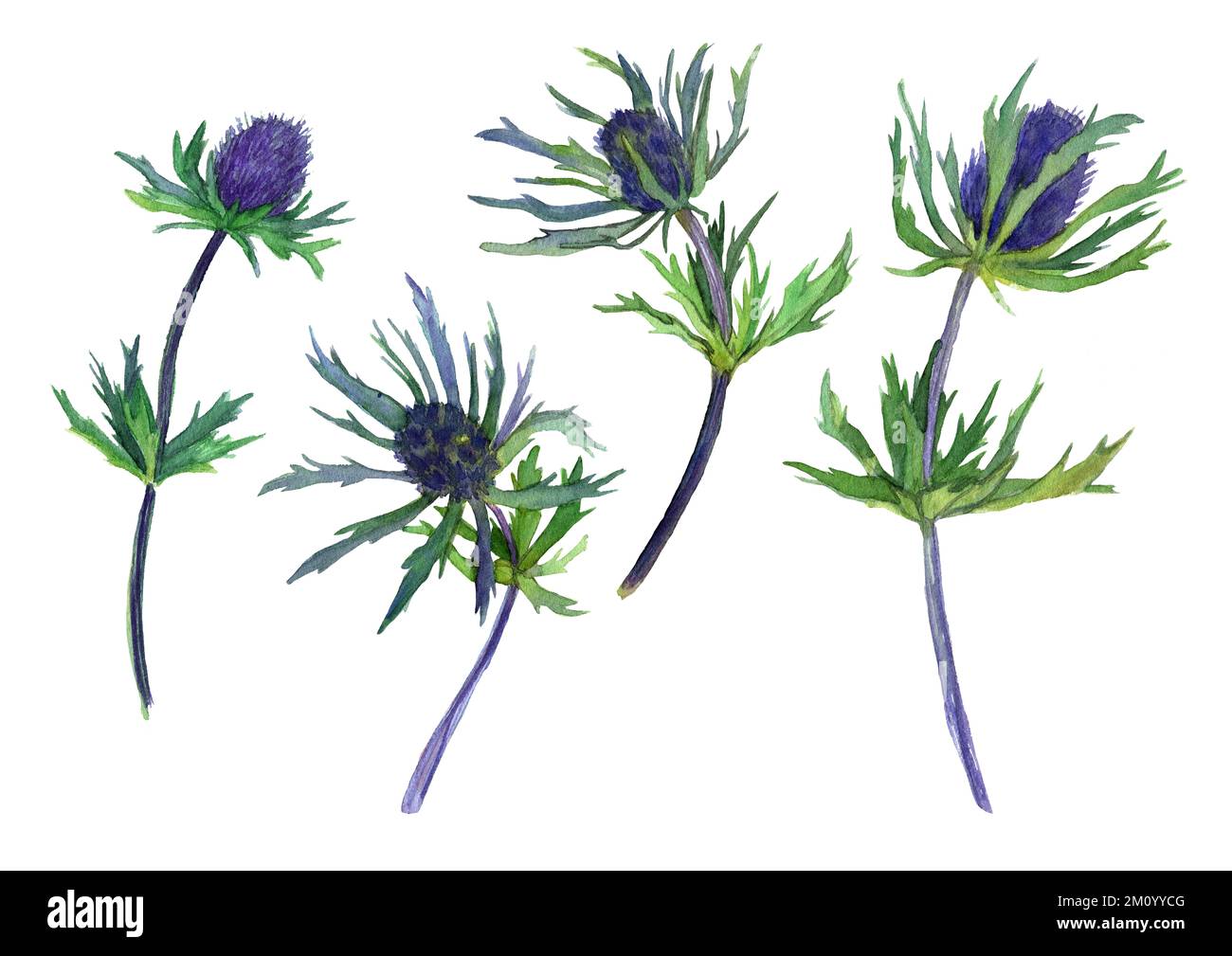 Watercolor set of blue thorny flowers on white background. Botanical