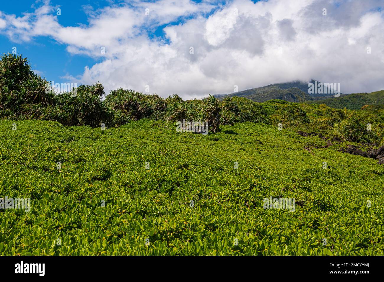 Lush green tropical foliage covers the landscape below a mountain peak ...