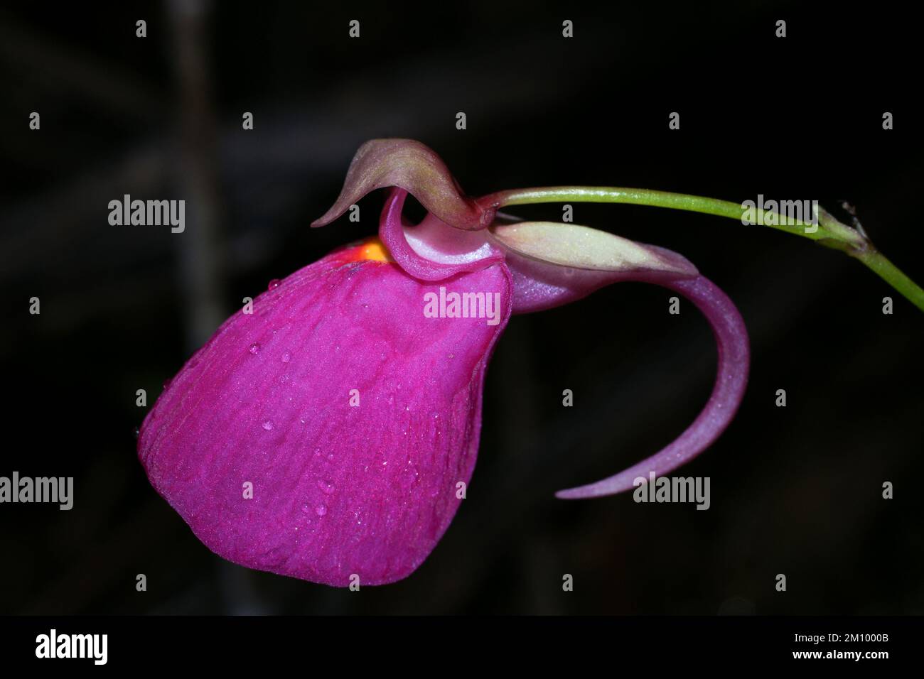 Pink flower of the bladderwort Utricularia quelchii, lateral view, Amuri Tepui, Venezuela Stock Photo