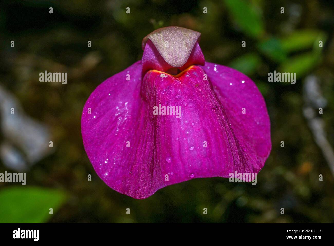 Pink flower of the bladderwort Utricularia quelchii, Amuri Tepui, Venezuela Stock Photo