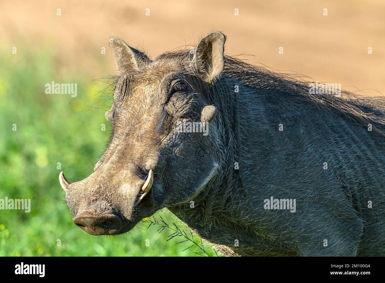 Warthog  male  closeup portrait head body detail late afternoon in wildlife wetland park reserve. Stock Photo