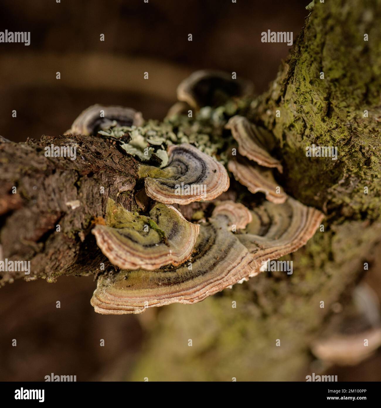 Rainbow Fungus growing on dead Peach tree trunk Stock Photo Alamy