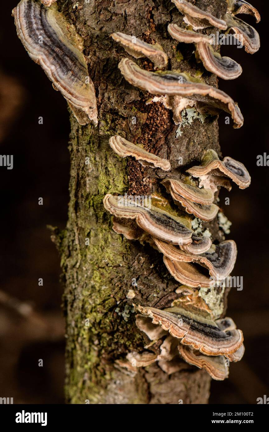 Rainbow Fungus growing on dead Peach tree trunk Stock Photo Alamy