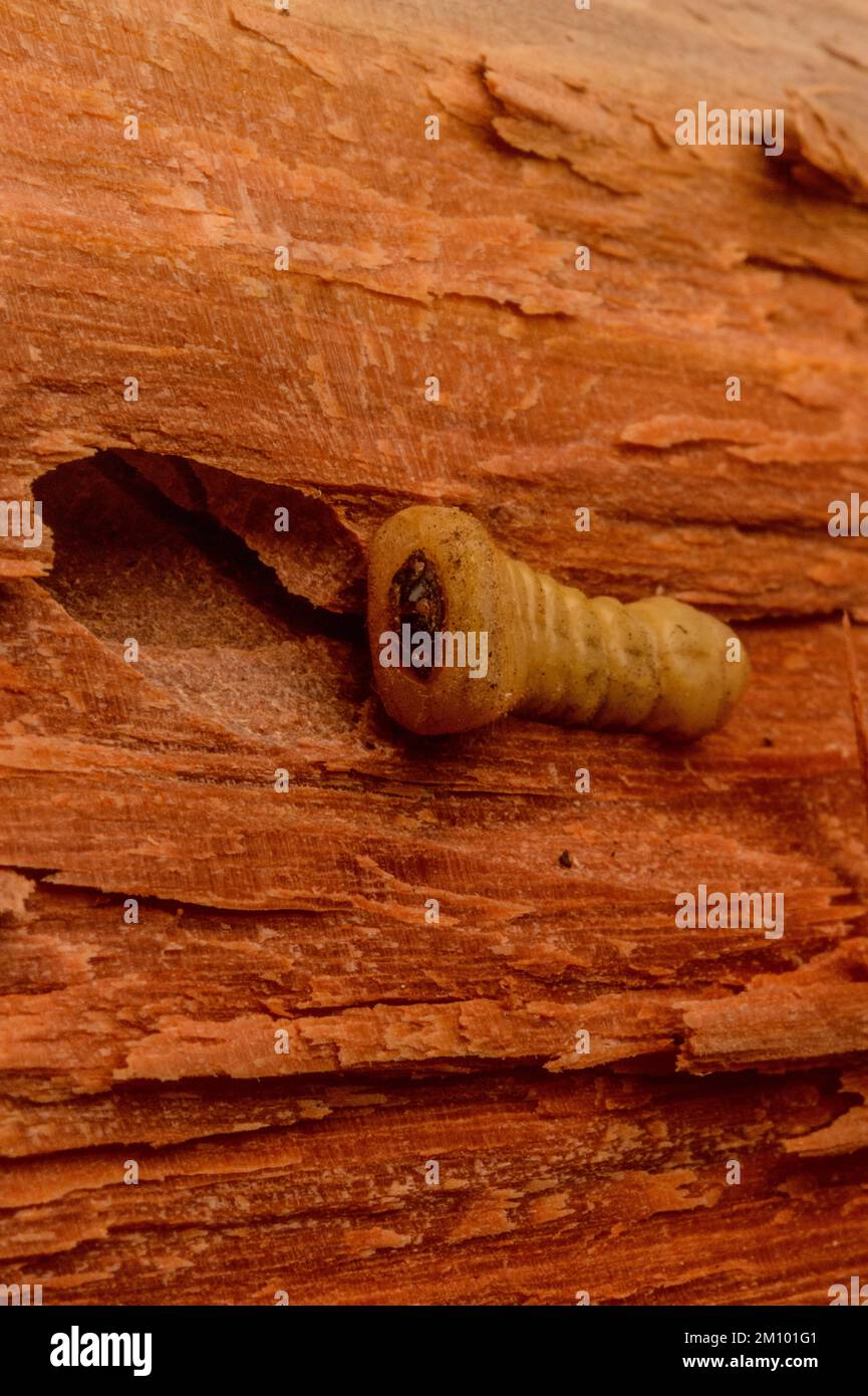 Wood borer Beetle Larvae Stock Photo Alamy