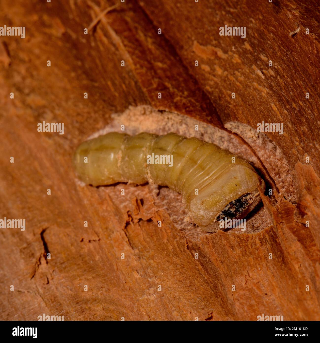 Wood borer Beetle Larvae Stock Photo Alamy