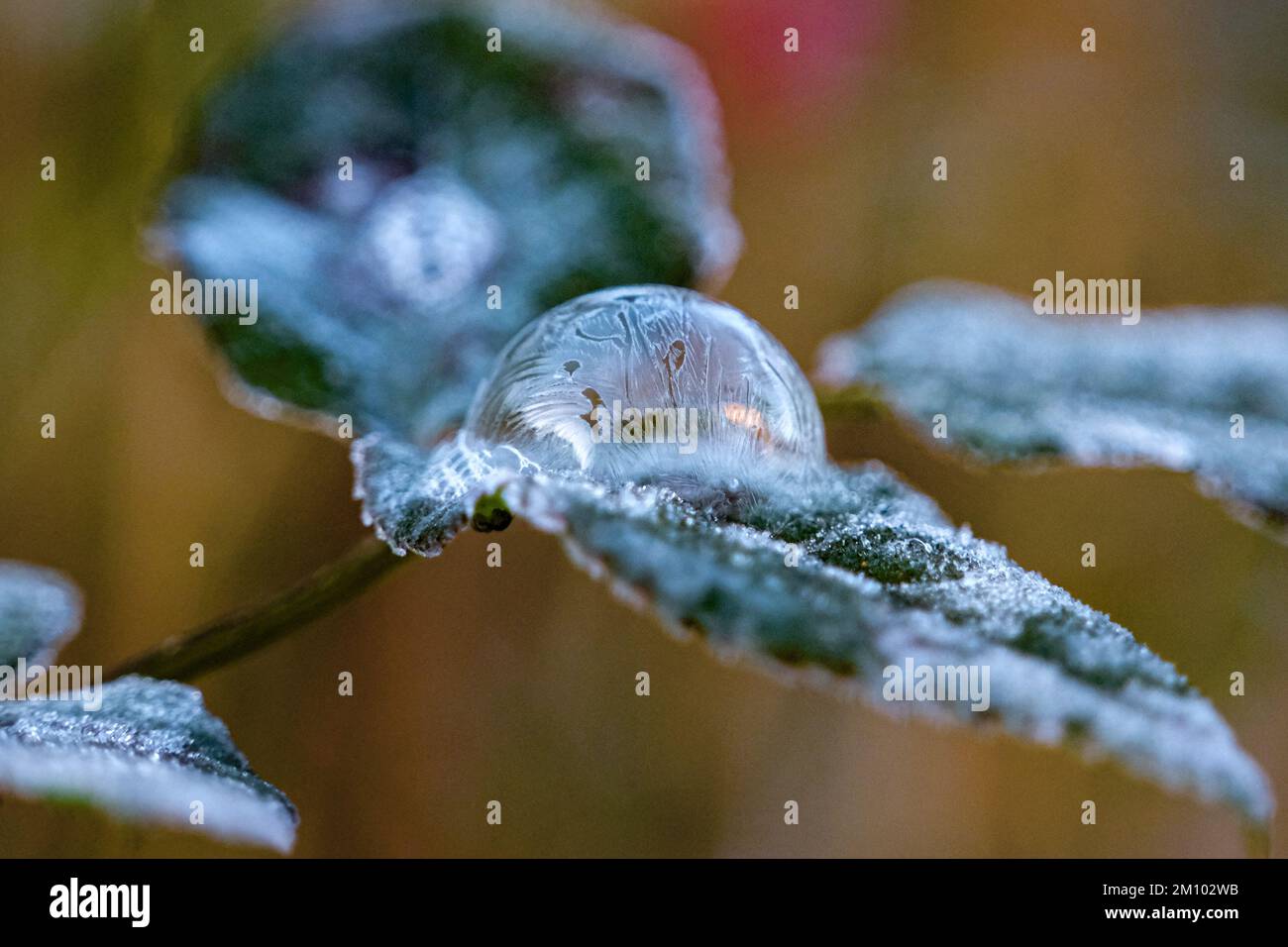 Wadebridge, Cornwall, UK. 9th December 2022. UK Weather. Another cold and frosty start to the day on the North Cornwall coast.  An ice bubble covered with frosty patterns freezes over on top of a rose leaf. Credit Simon Maycock / Alamy Live News. Stock Photo