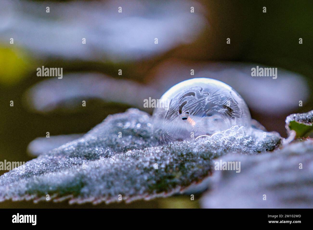 Wadebridge, Cornwall, UK. 9th December 2022. UK Weather. Another cold and frosty start to the day on the North Cornwall coast.  An ice bubble covered with frosty patterns freezes over on top of a rose leaf. Credit Simon Maycock / Alamy Live News. Stock Photo