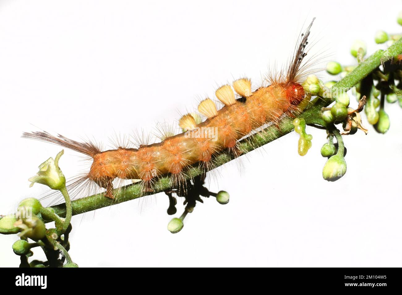 Hairy caterpillar larva, Sarawak, Borneo, East Malaysia Stock Photo