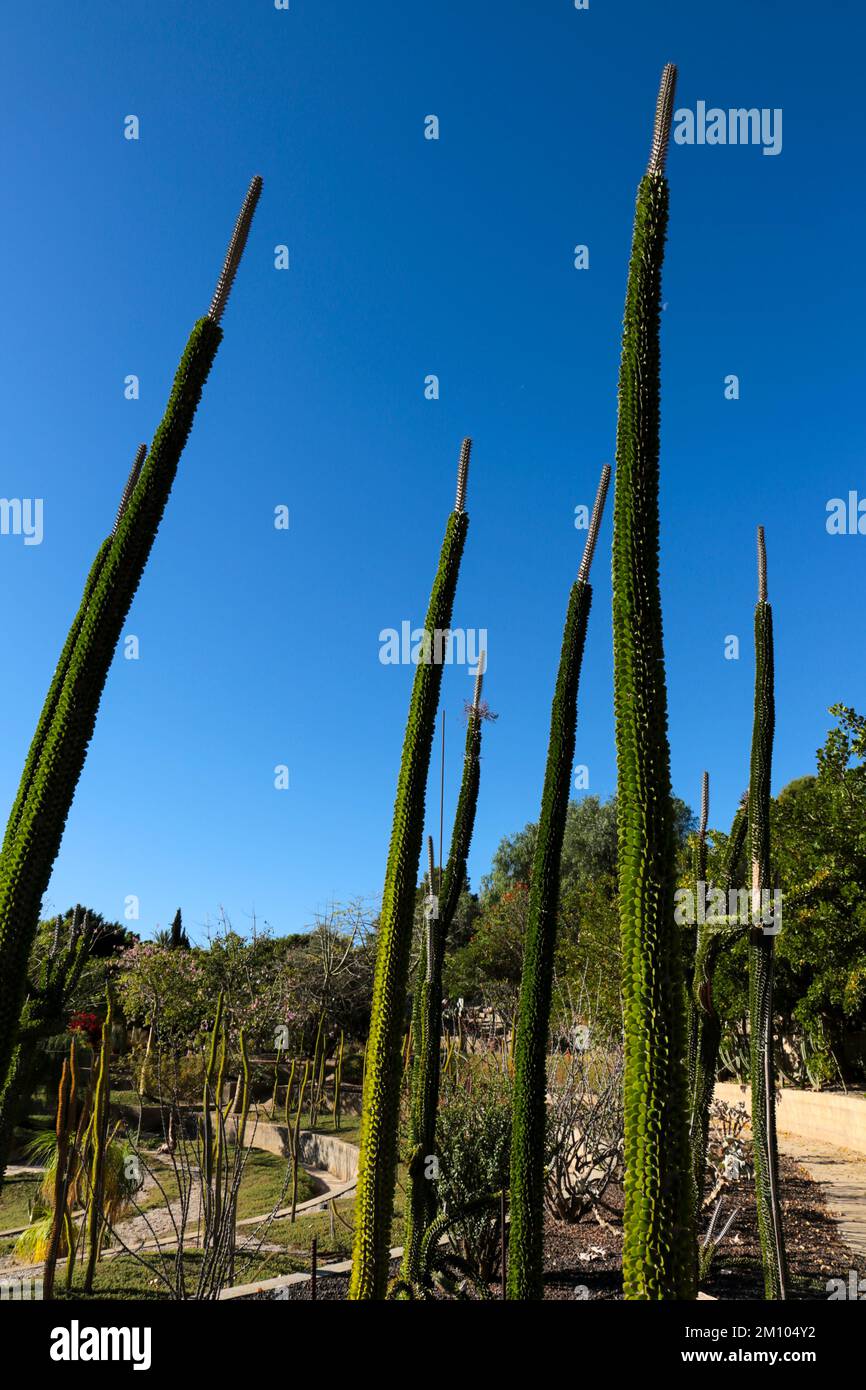 Spain cactaceae hi-res stock photography and images - Page 24 - Alamy