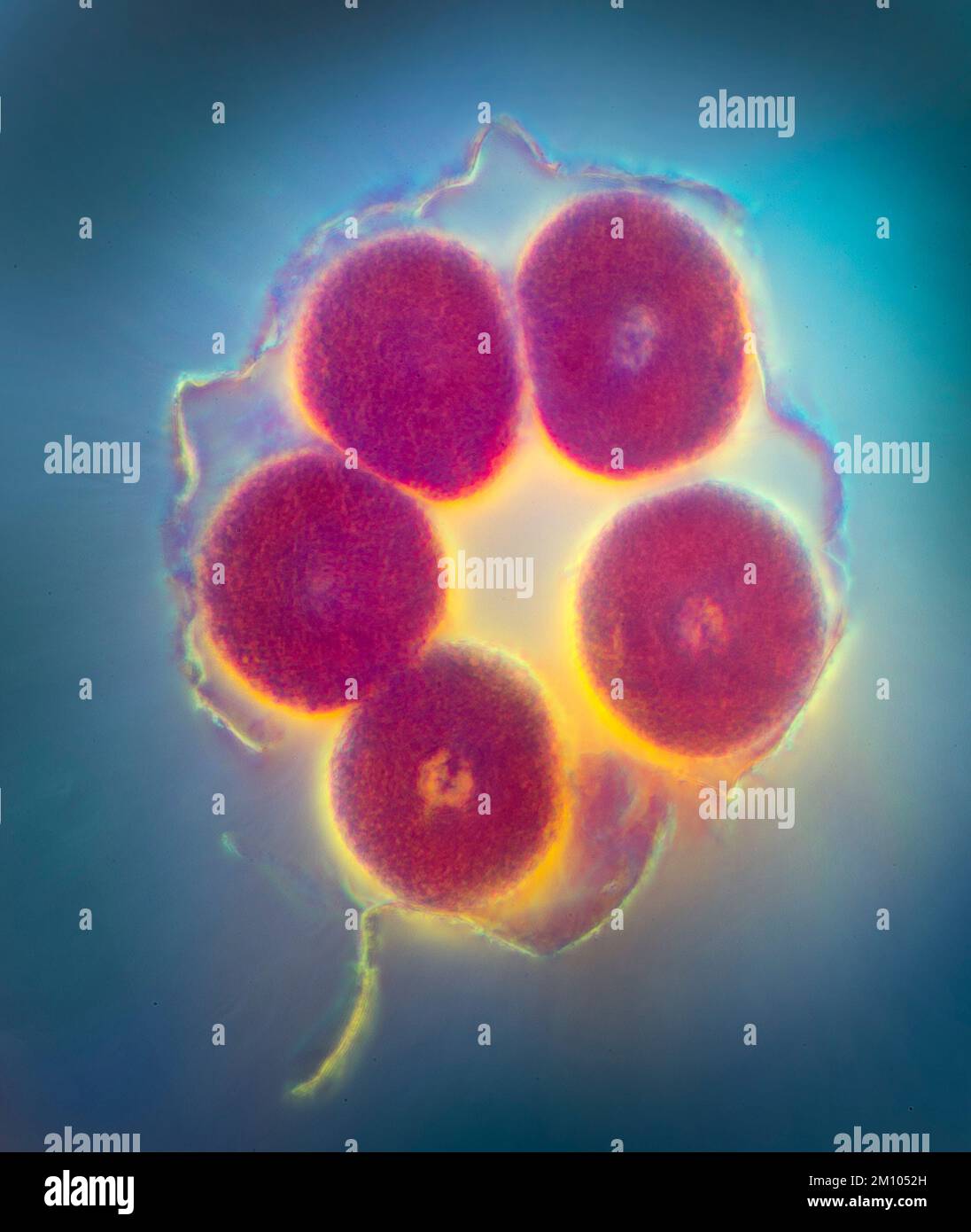 Starfish embryo eggs development stages Stock Photo - Alamy