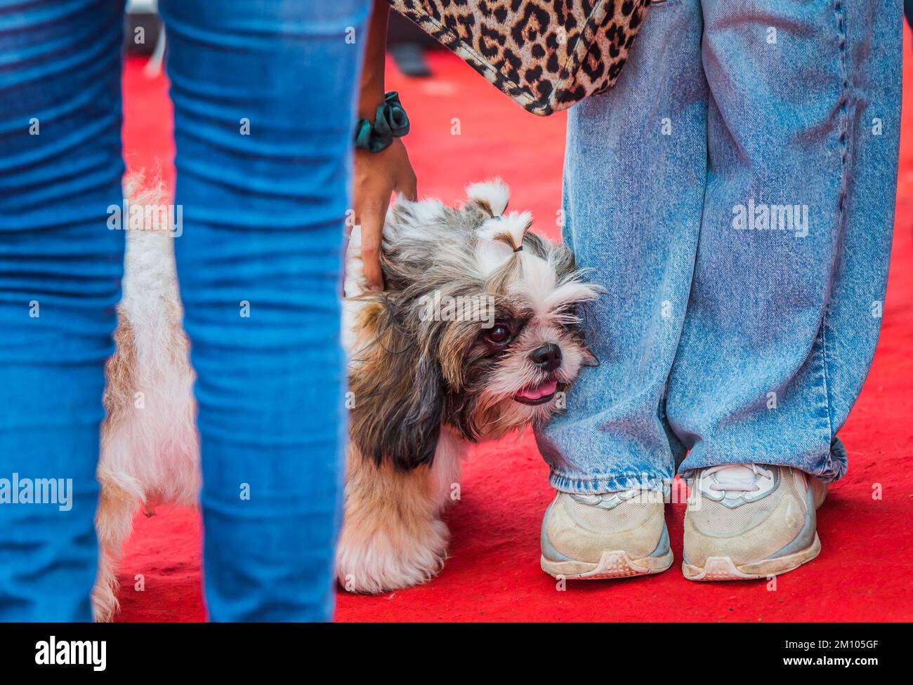 playing puppy walking next to the dog handler Stock Photo Alamy