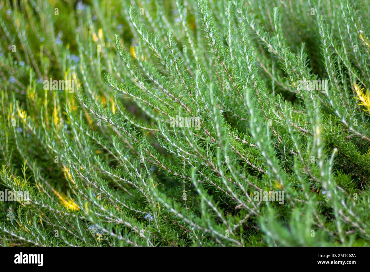 Fresh organic rosemary bush grows outdoors. Aromatic and medicinal