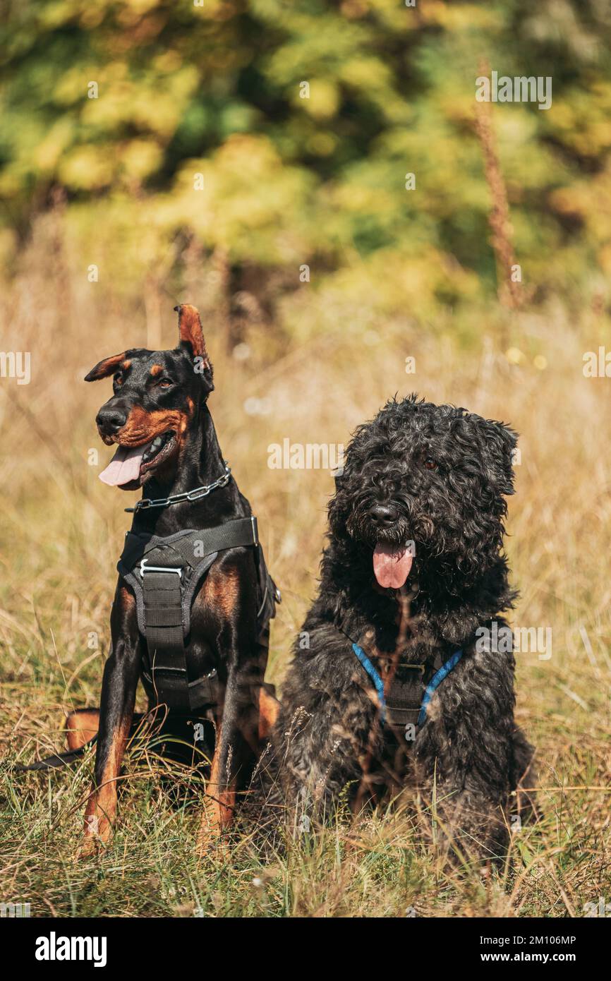 Beautiful Dobermann dog and Bouvier des Flandres dog funny sitting together outdoor in dry grass in autumn day. Funny Bouvier des Flandres herding dog Stock Photo