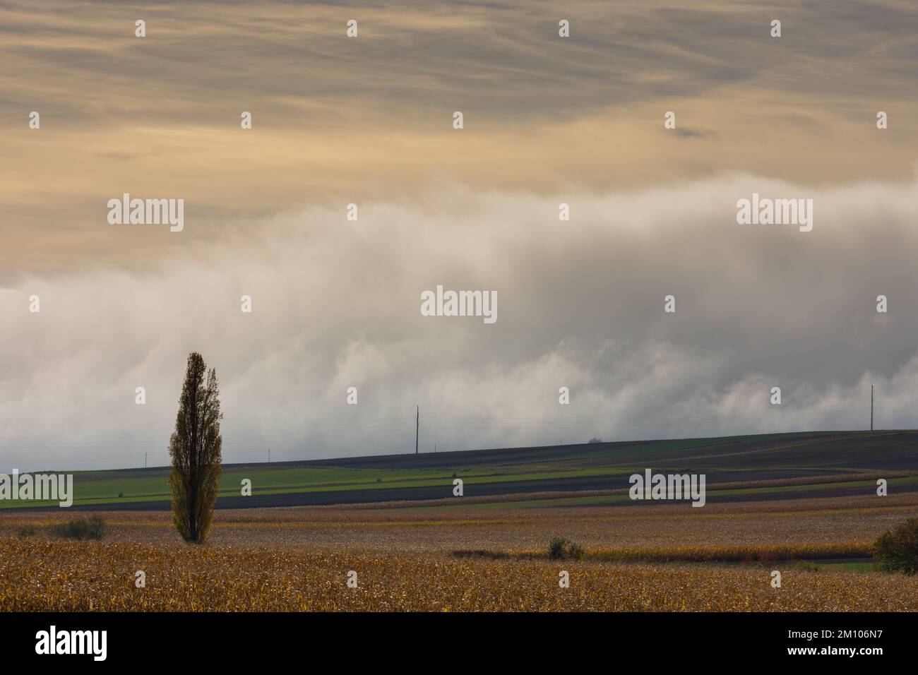 single tree and fields with a dense wall of white fog on the ground in ...