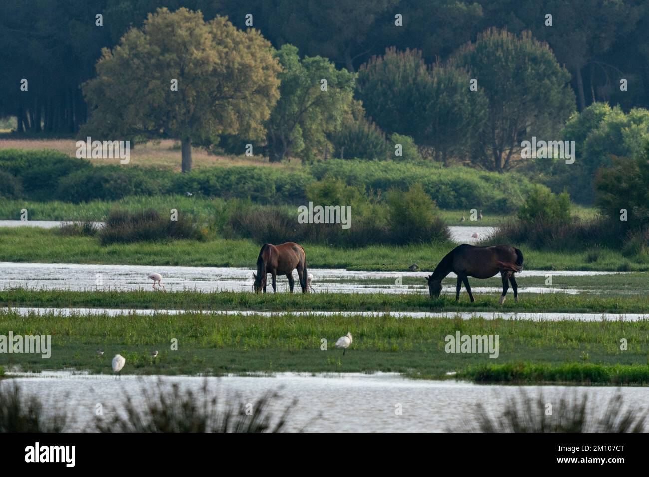 Andalusian Horses, El Rocio, Donana National & Natural Park, Andalusia, Spain. Stock Photo