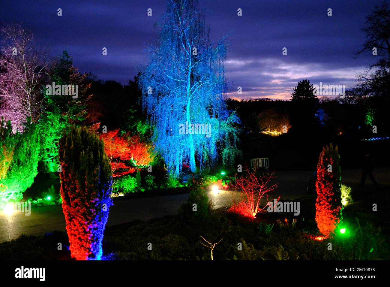 The Glow, Winter illuminations, RHS Harlow Carr gardens, Harrogate 2022 Stock Photo