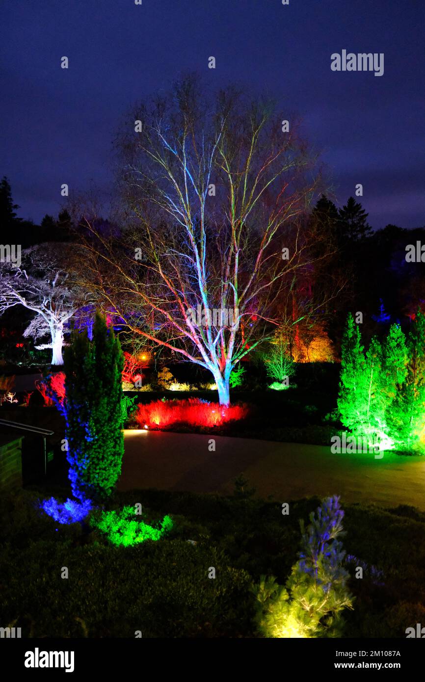 The Glow, Winter illuminations, RHS Harlow Carr gardens, Harrogate 2022 Stock Photo