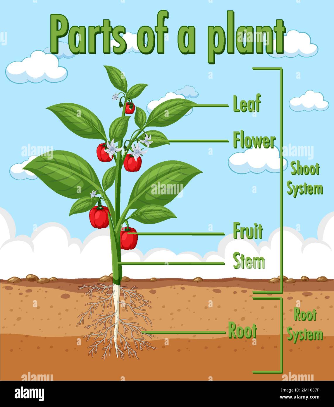 Diagram Showing Parts Of A Plant Illustration Stock Vector Image Art