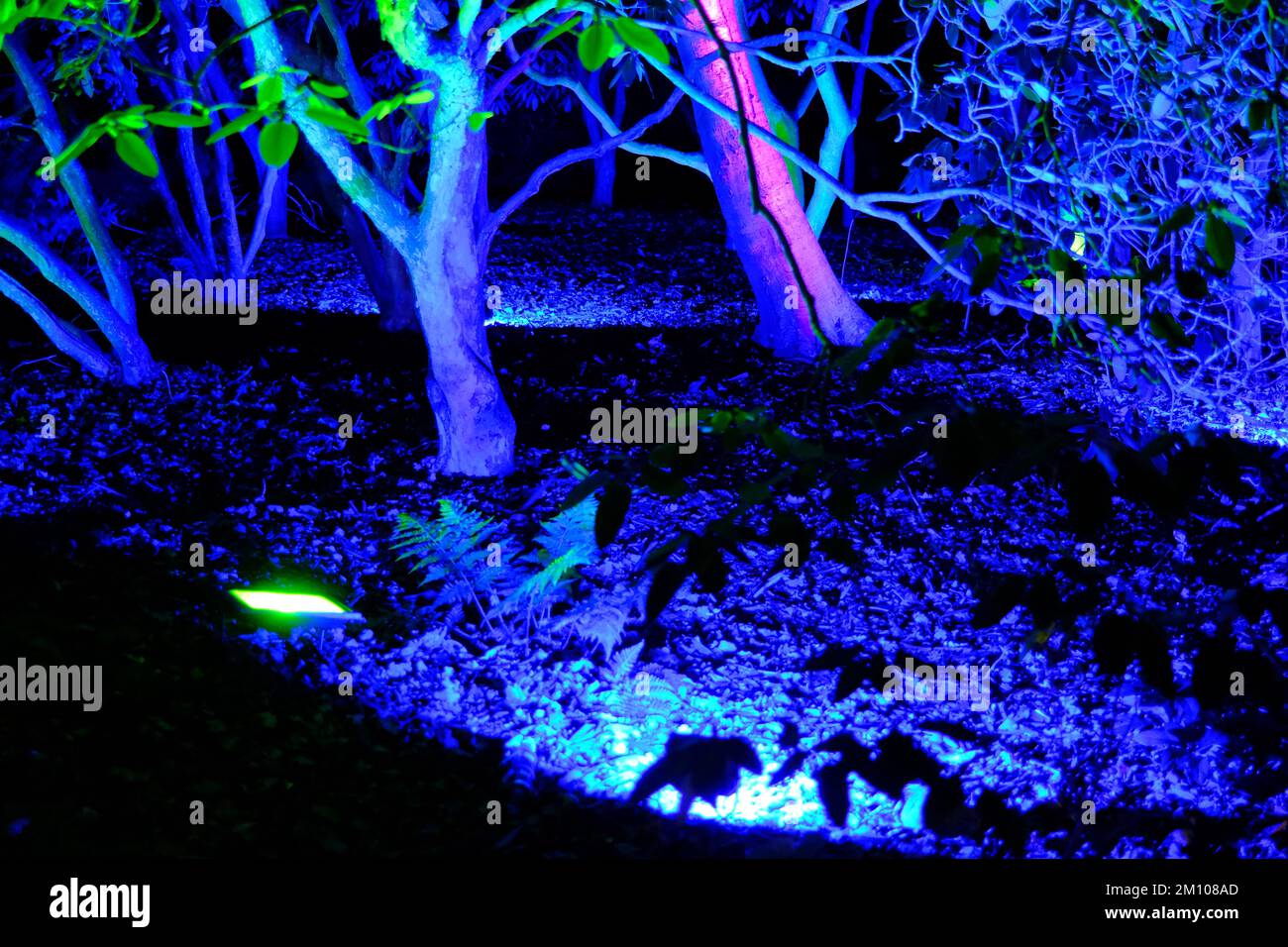 The Glow, Winter illuminations, RHS Harlow Carr gardens, Harrogate 2022 Stock Photo