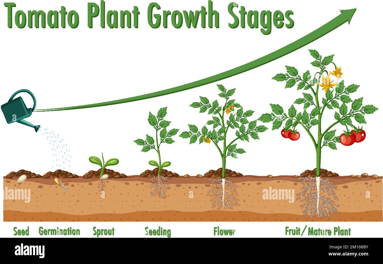 Tomato Plant Growth Stages illustration Stock Vector