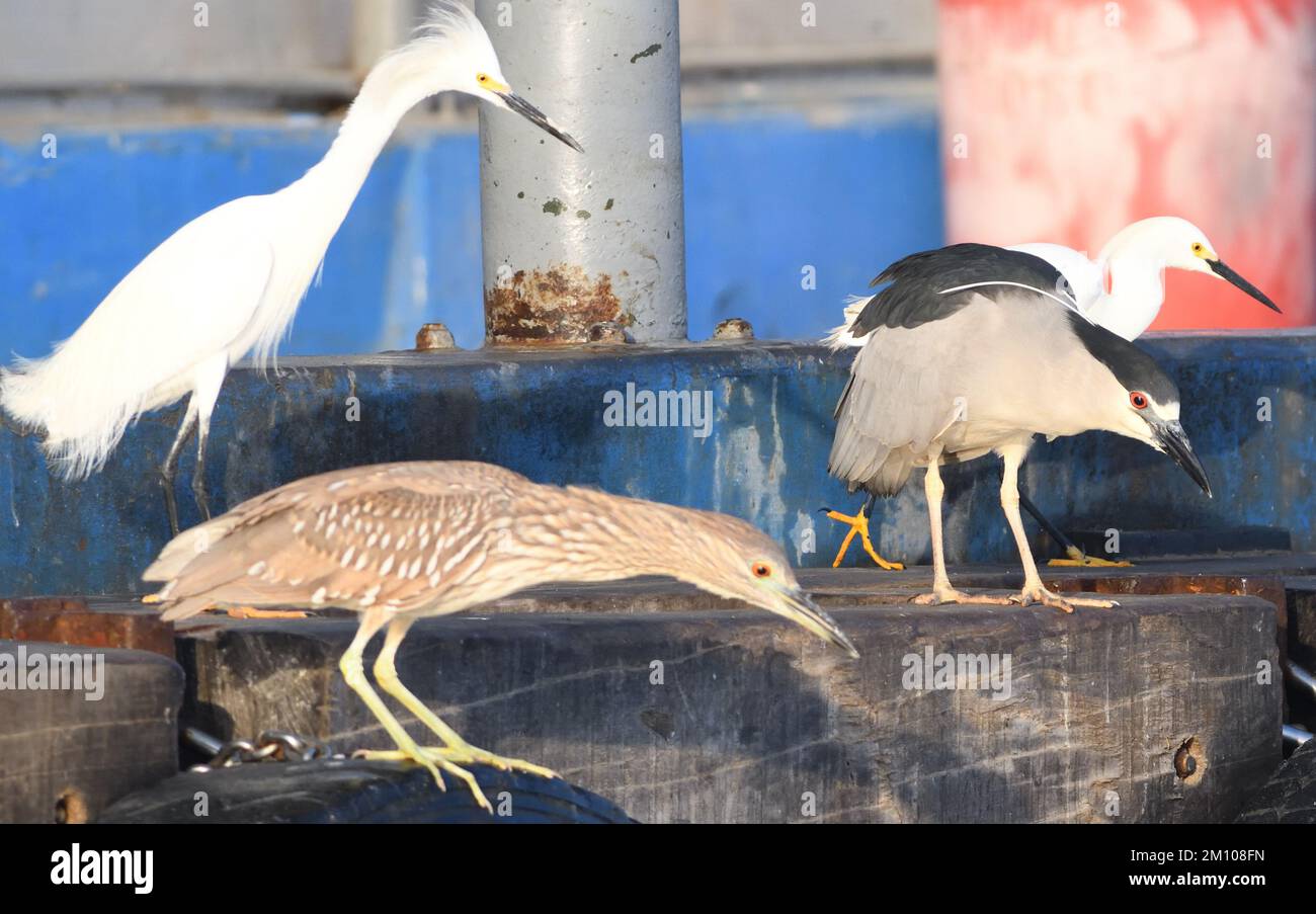 A adult and a juvenile black-crowned night heron (Nycticorax nycticorax) and snowy egrets (Egretta thula) on a pier looking down on unloading fishing Stock Photo