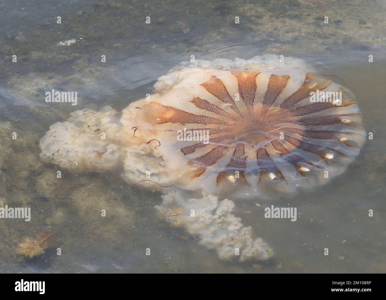 A large jellyfish washed up on the sandy beach at Paracas. Paracas, Ica