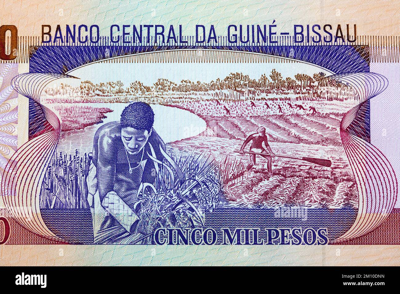 Fieldwork from Guinea-Bissau money -  peso Stock Photo
